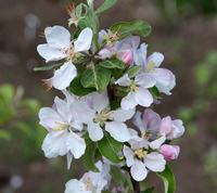 Sageby æbleblomst